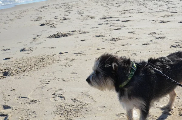 Cane o cucciolo bianco e nero in spiaggia sulla sabbia — Foto Stock