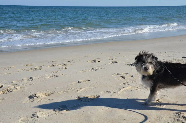 Cane o cucciolo bianco e nero in spiaggia sulla sabbia — Foto Stock