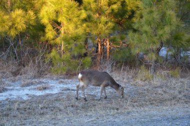 Yolun kenarındaki gri ve kahverengi geyik