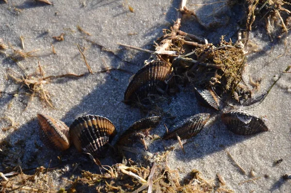 Muscheln und Venusmuscheln am Strand — Stockfoto