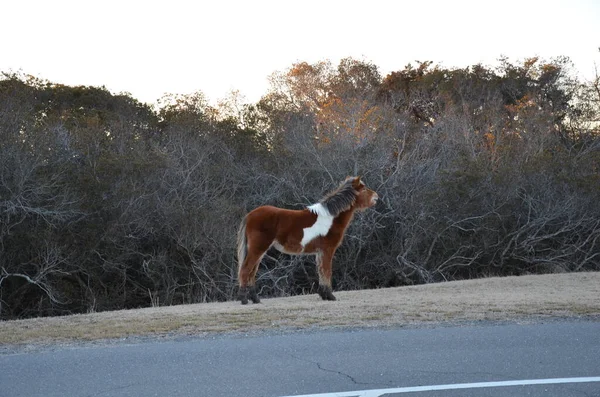 Caballo marrón y blanco a un lado de la carretera — Foto de Stock