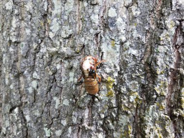 Kahverengi ağaç gövdesindeki ağustos böceği derisi.