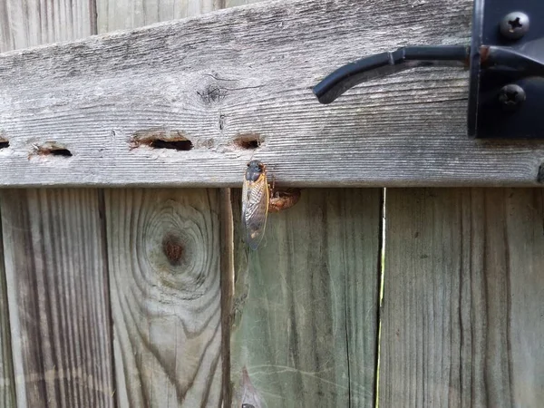 Insecto cigarra en cerca de madera marrón al aire libre — Foto de Stock