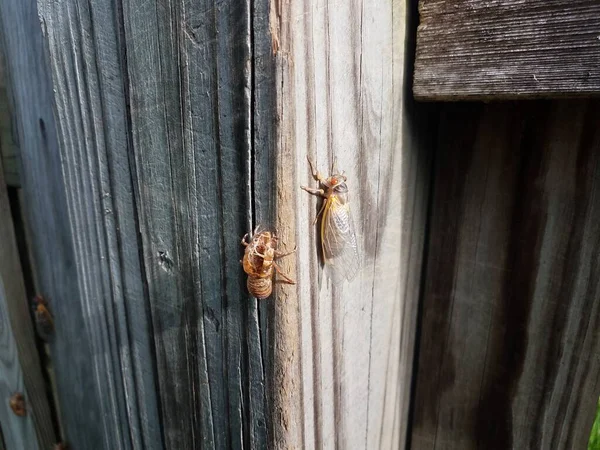 Kahverengi ahşap çitlerde ağustos böceği — Stok fotoğraf
