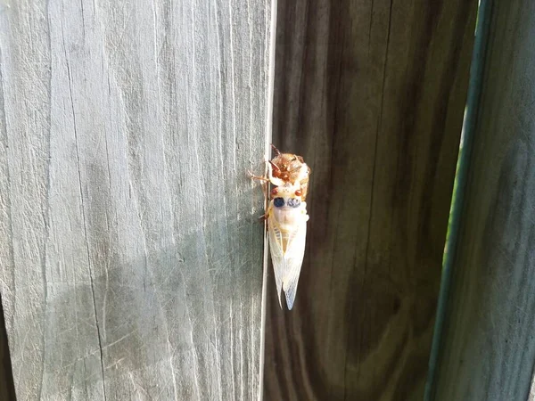 Cicada insect on brown wood fence outdoor — Stock Photo, Image