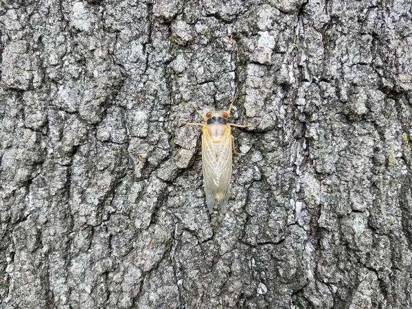 Cicade insect op boomstam schors outdoor — Stockfoto