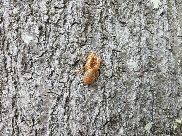 Cicada δέρμα molt σε καφέ κορμό δέντρο — Φωτογραφία Αρχείου