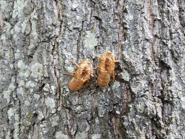 Kahverengi ağaç gövdesindeki ağustos böceği derisi. — Stok fotoğraf