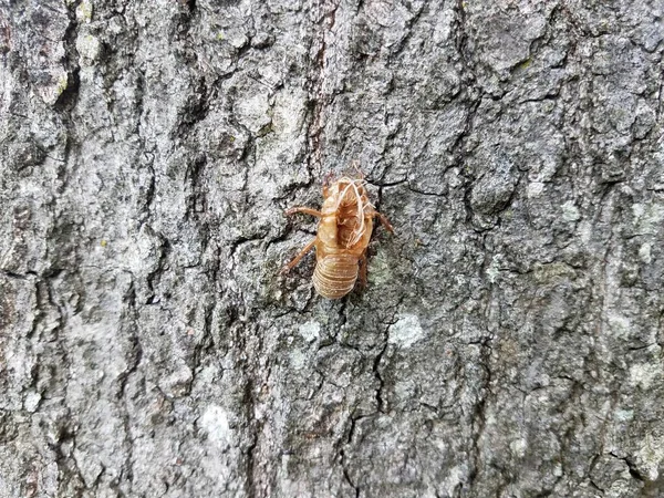 Piel de cigarra muda en tronco de árbol marrón — Foto de Stock