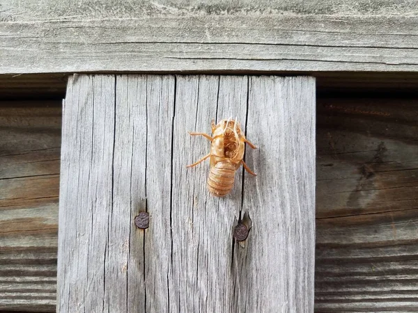 Cicada έντομο σε καφέ ξύλινο φράχτη εξωτερική — Φωτογραφία Αρχείου