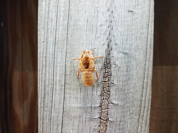 Cicada insect on brown wood fence outdoor — Stock Photo, Image