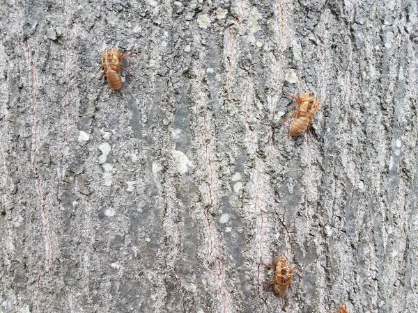 Cicade huidskleur op bruine boomstam — Stockfoto