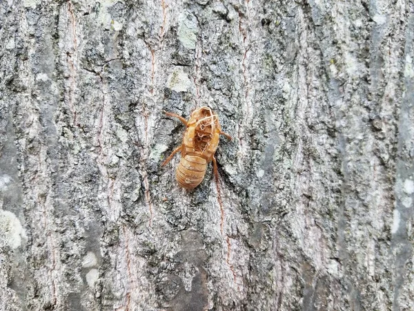 Kulit cicada molt pada batang pohon coklat — Stok Foto