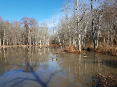 Göldeki ördekler ya da bataklıktaki ya da sudaki göletler