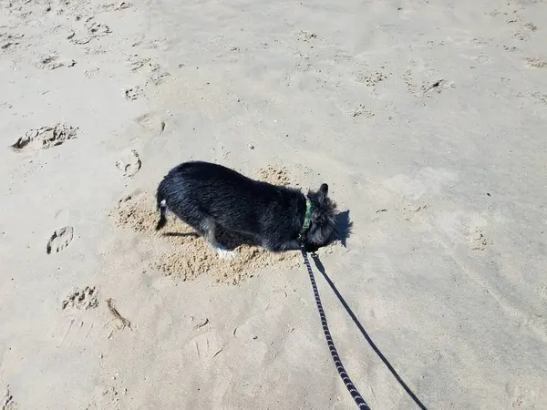 Siyah beyaz teriyer köpek yavrusu kumda çukur kazıyor. — Stok fotoğraf