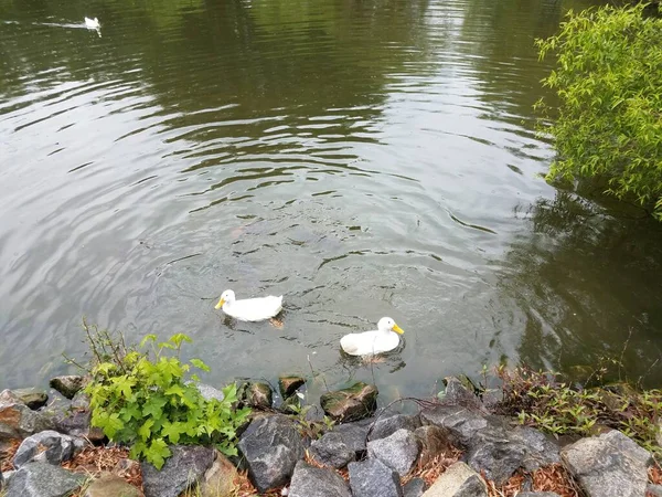 Gansos brancos e peixes no lago ou lagoa — Fotografia de Stock