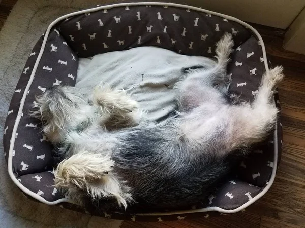 Cachorro terrier preto e branco dormindo na cama — Fotografia de Stock