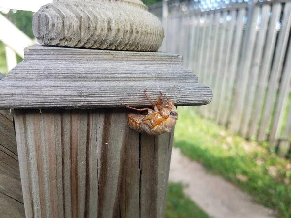 Cigale et peau mue sur poteau de clôture en bois — Photo