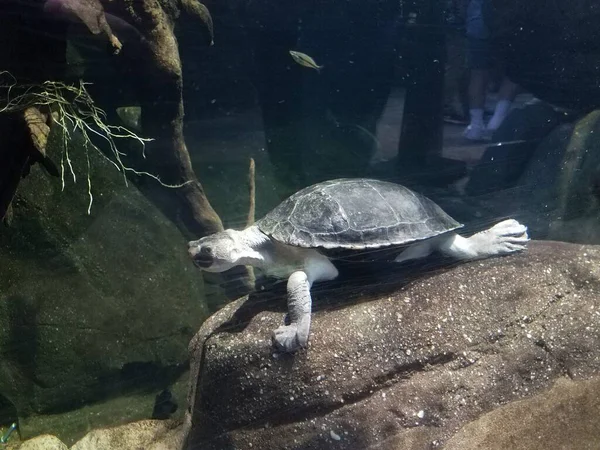 Grijze schildpad in water in aquarium tank — Stockfoto