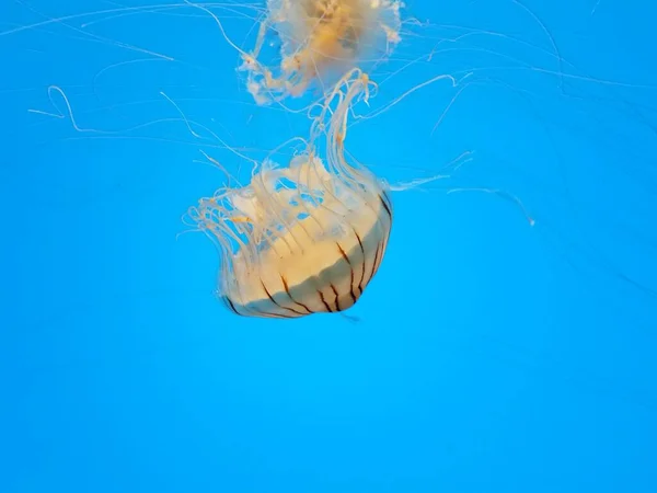 Медузы с щупальцами, плавающие или плавающие в воде — стоковое фото