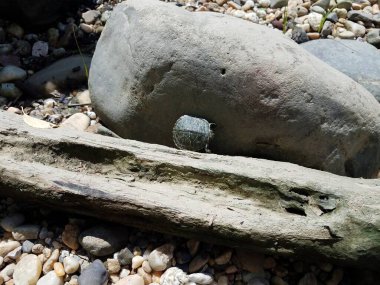 Tahta kütük ile kaya ya da kaya arasındaki kaplumbağa.