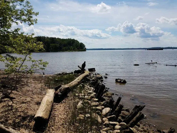 Fekete madár fa rönk partján Potomac folyó — Stock Fotó