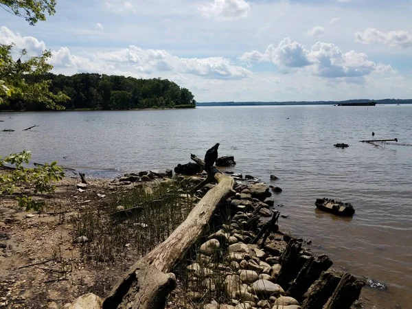 Oiseau noir sur billes de bois sur le rivage de la rivière Potomac — Photo
