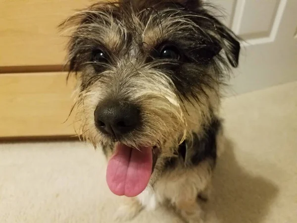 Black and white terrier dog with tongue sticking out on carpet — Stock Photo, Image