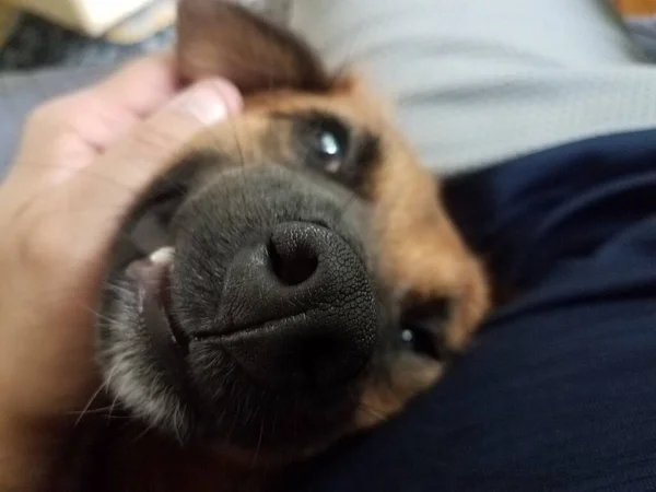 Hand petting brown dog with large black nose — Stock Photo, Image