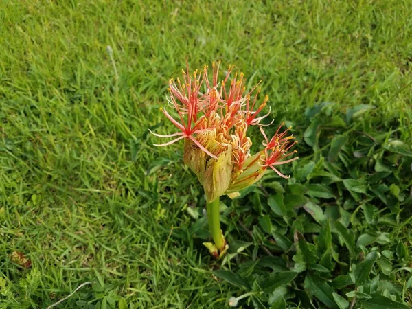 Planta bola de fogo vermelho de Porto Rico — Fotografia de Stock