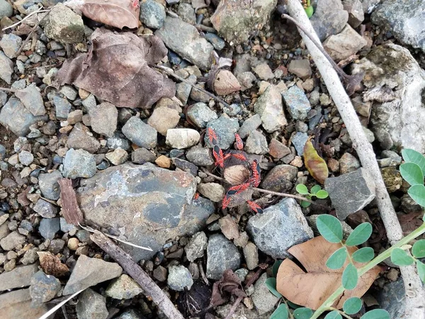 果实种子地面上的红色和黑色虫子 — 图库照片