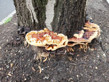 Ağacın tabanında portakal mantarı veya mantar