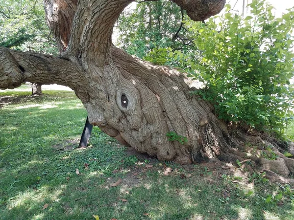 Tronco de árbol pesado grande con viga de soporte de metal —  Fotos de Stock