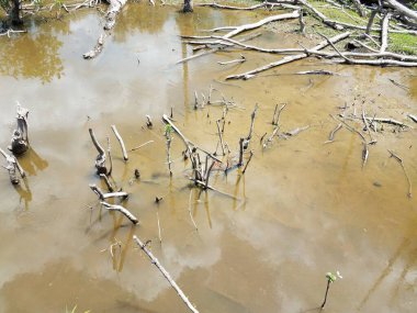 Bitkiler ve sopalar bulanık sularda ve çamurlu topraklarda