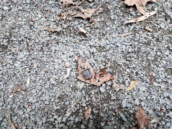나뭇잎 과 자갈 또는 돌 위에 있는 검은 딱정벌레 — 스톡 사진