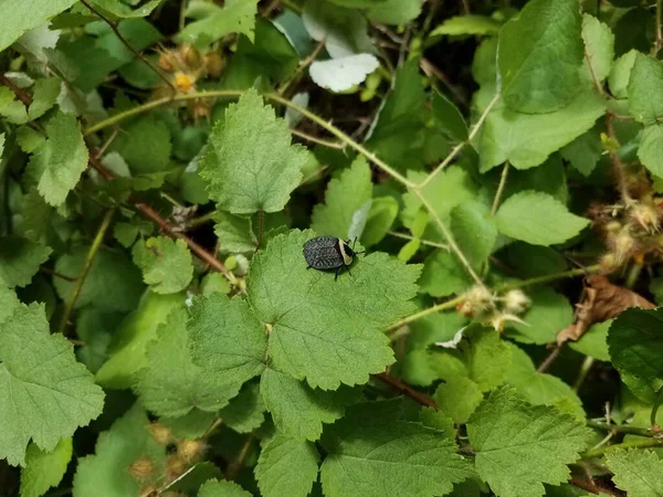 Schwarzes Käferinsekt auf grünem Blatt an Pflanze mit Dornen — Stockfoto