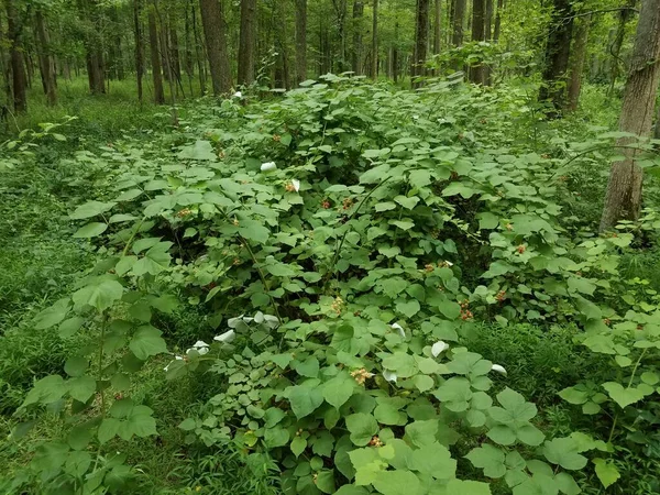Βατόμουρο οπωροφόρο φυτό με πράσινα φύλλα στο δάσος ή στο δάσος — Φωτογραφία Αρχείου