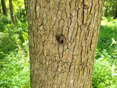 Ağaç kabuğunda sümüklüböcekler ya da ormanda ya da ormanda gövde