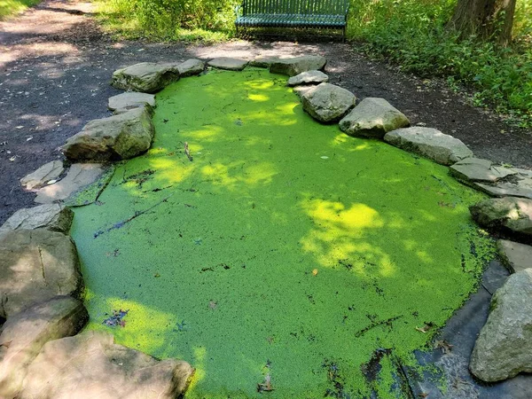 森の岩のある小さな池の緑の植物 — ストック写真