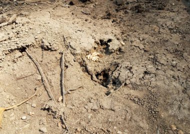 Toprakta yumurtalı kırmızı karıncalar ya da açık havada toprak