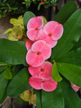 Canlı, küçük, yuvarlak, pembe yapraklı çiçekler. Çiçeklerin etrafı geniş, parlak yeşil yapraklarla çevrili. Bu yapraklar bereketli bir kontrastı ekliyor ve çiçekleri güzelce çerçeveliyor..