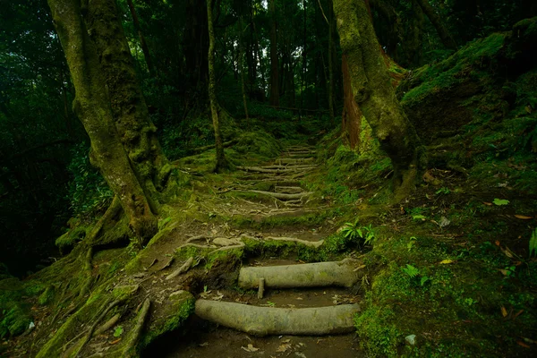 Prachtig uitzicht van mysterieuze groene woud — Stockfoto