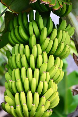 kök bir palmiye ağacı üzerinde asılı muz