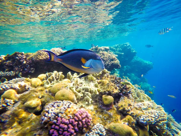 Unterwasserwelt des Roten Meeres in Ägypten. Korallen und Fische — Stockfoto