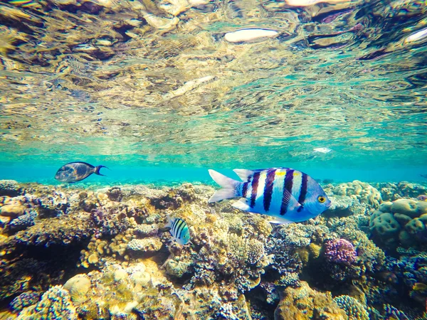 Corales y peces en el Mar Rojo, Egipto. Mundo submarino. Pescado rayado en primer plano — Foto de Stock