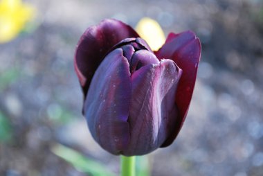 bahar bahçe closeup içinde uzun siyah Lale