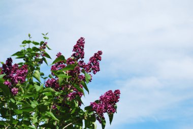 arka plan gökyüzü üzerinde bahar bahçesinde leylak dalı