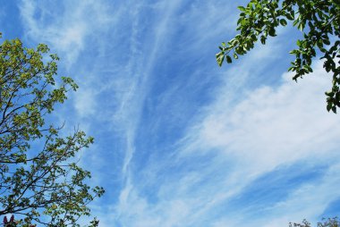 sabah gökyüzüne karşı bahar ağacı dalları