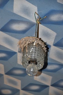 kuş yuvası üzerinde lamba