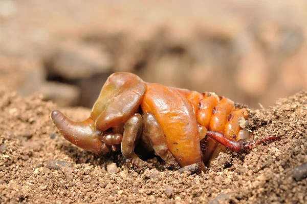 Pupa of coconut rhinoceros beetle — Stock Photo © wonderisland #30420743
